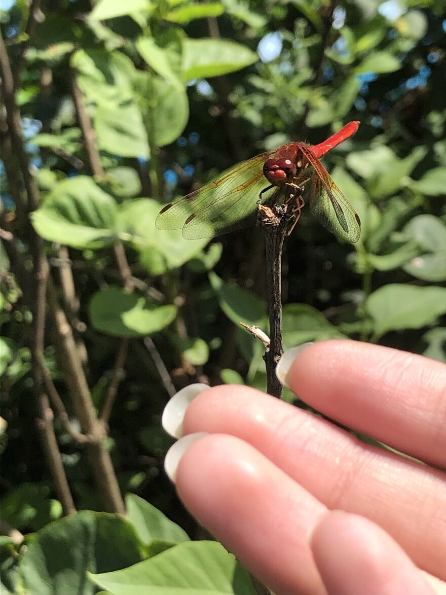 Wild Red Dragonfly 😌