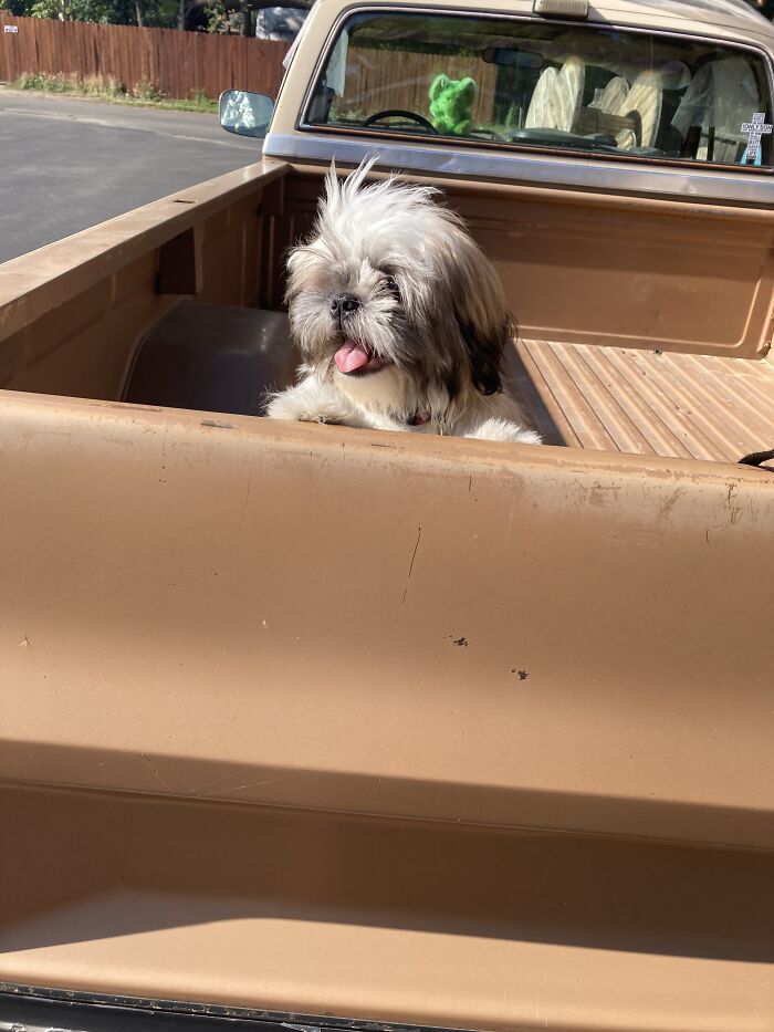 Hello! I’m Cooper! I Enjoy Napping And The Wind Makes Me Feel Bootiful! (I Put Him In The Back Of My Truck!)