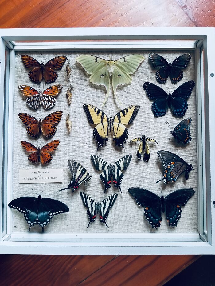 My Insect Collections. I Hand-Raised The Three Gulf Fritallaries And Pinned Their Chrysalises Next To Them.