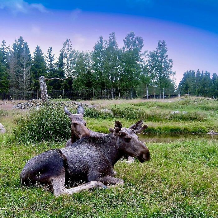 Sweden Has The Densest Population Of Moose In The World. Although 300 000 To 400 000 Of Moose Inhabit Sweden It Can Still Be Difficult To See A Moose In The Wild
