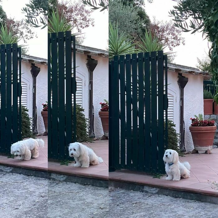 35 Funny And Adorable Dogs That Were Sneakily Photographed And Ended On Up On ‘Dogs Poorly Photographed’ IG Page