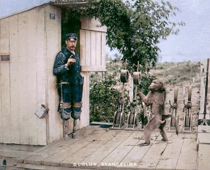 Double Leg Amputee Railway Signalman, James Wide, Photographed Working Alongside His Pet And Assistant, Jack Baboon, In Cape Town During The 1880s. James Wide Purchased A Chacma Baboon In 1881 And Trained Him To Push His Wheelchair And To Operate The Railway Signals Under Supervision