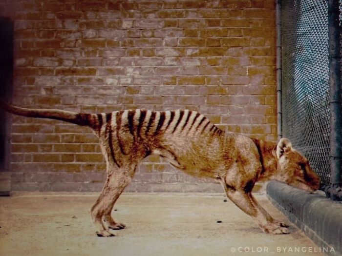 A Thylacine In Captivity Photographed In 1910. The Thylacine Is An Extinct Carnivorous Marsupial That Was Native To The Australian Mainland And The Islands Of Tasmania And New Guinea. The Last Known Live Thylacine Was Named "Benjamin" And Died In Captivity In September 1936