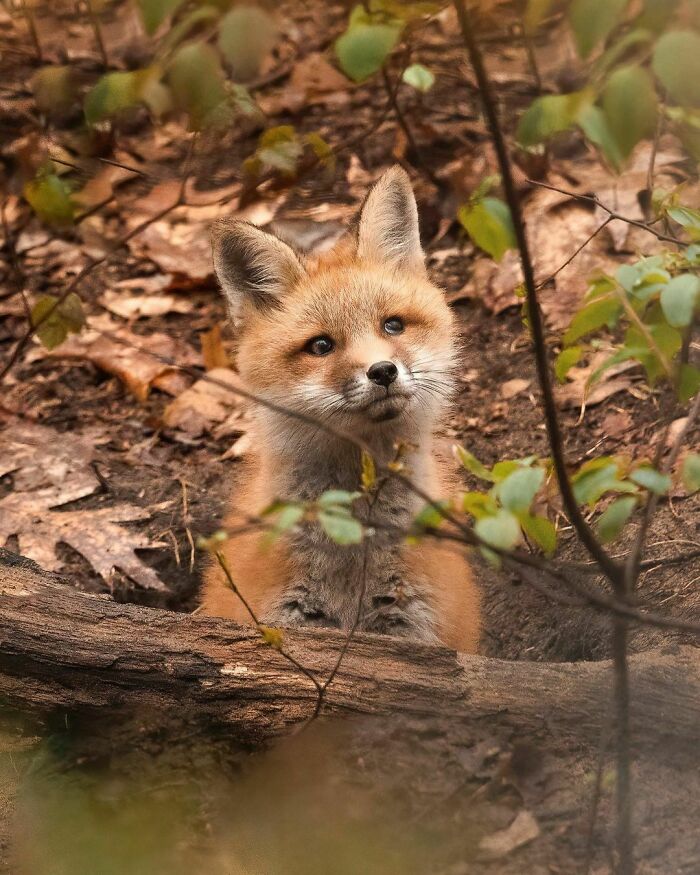 Curious Fox Kit Awakes To Find That The Dead Brown Leaves Are Turning Into New Green Ones