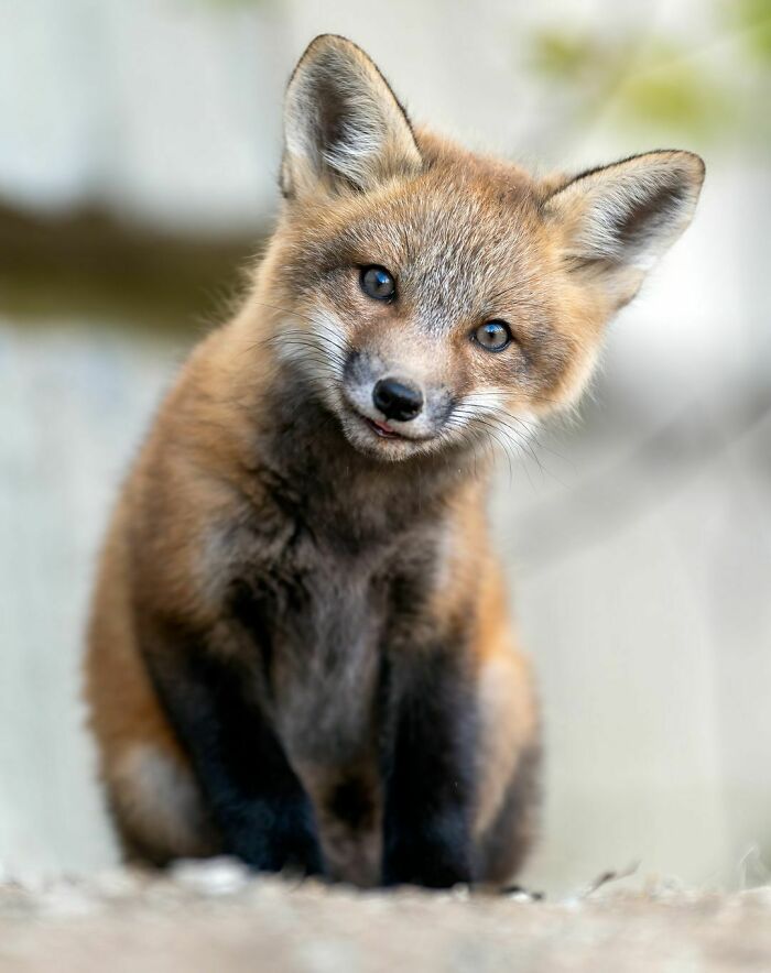 Fox Posing