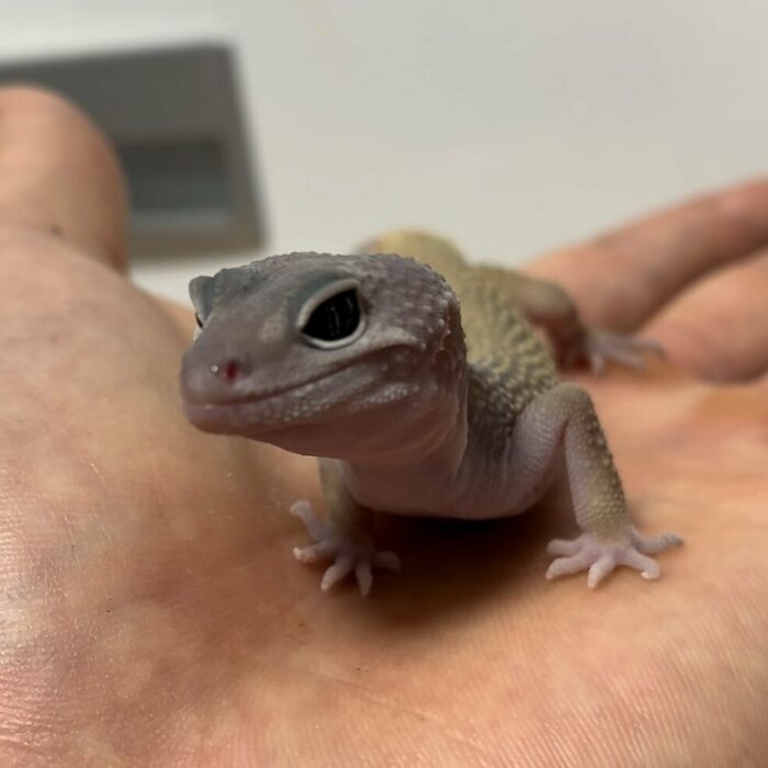 Baby Lizard On The Hand