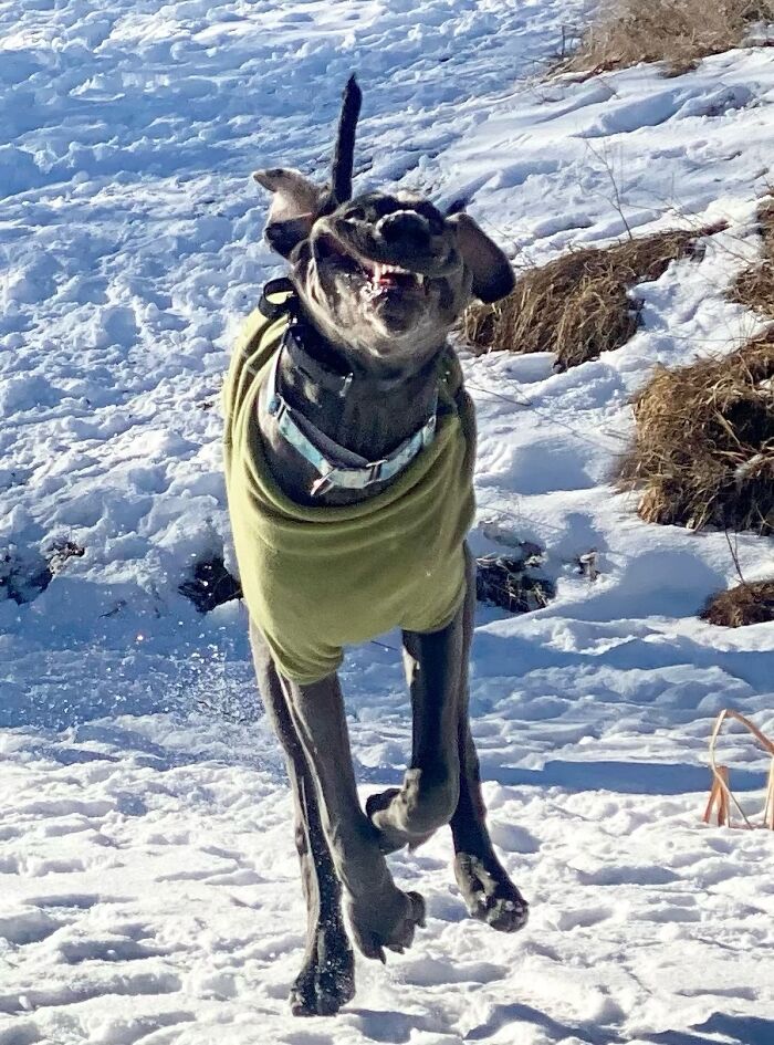 Japhy The Dork… I Mean Great Dane