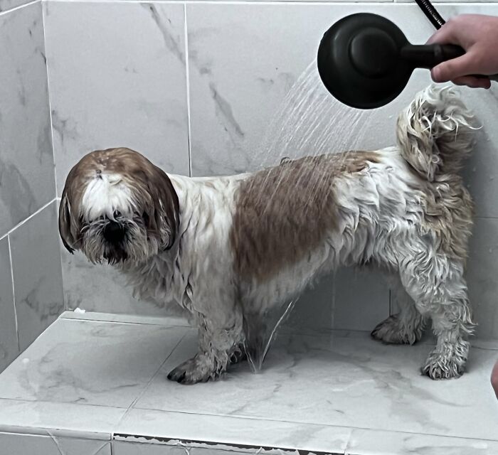 My Dog, Wicket, Taking A Bath