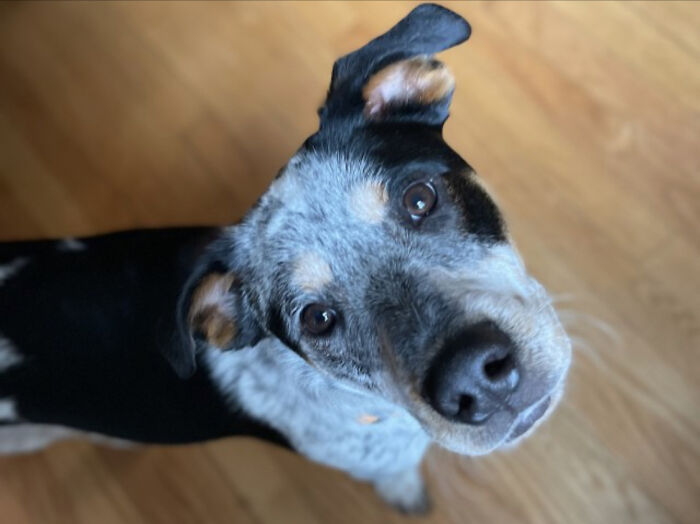 This Jack Russel Terrier Mix Is Extremely Cute. But Those Are The Eyes Of A Cold-Hearted Jacket Stealer