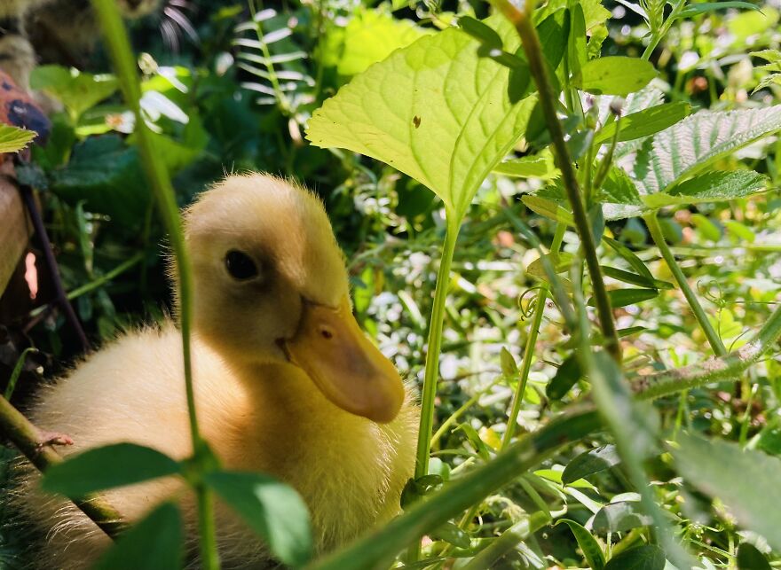 There Was A Duckling In The Violets