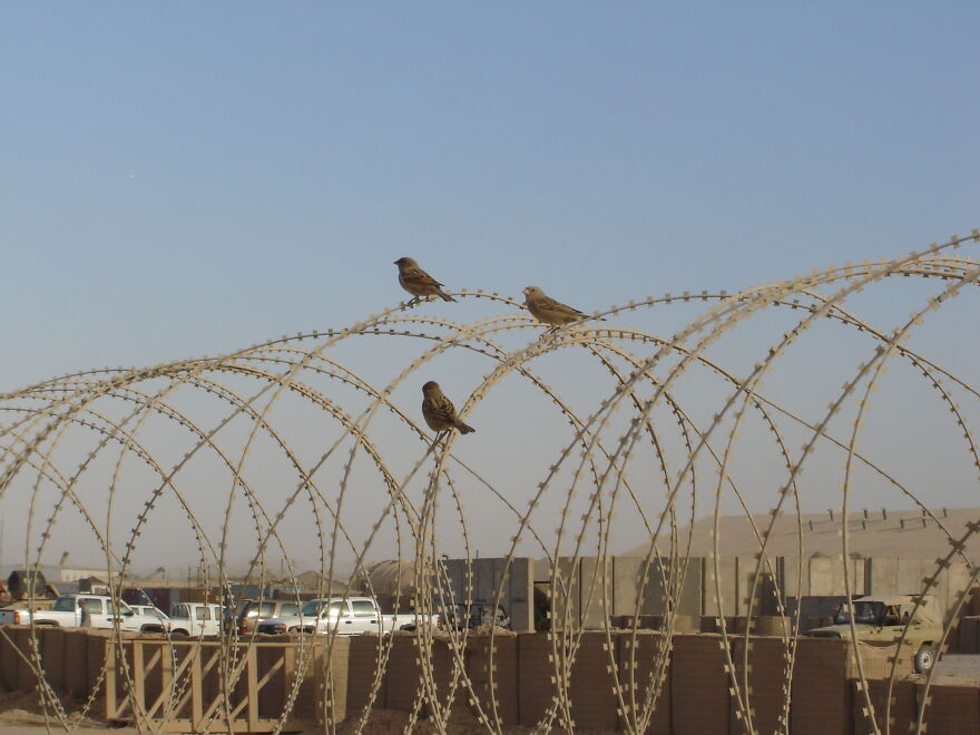 Three Birds On Wire Taken In Iraq In November Of '07
