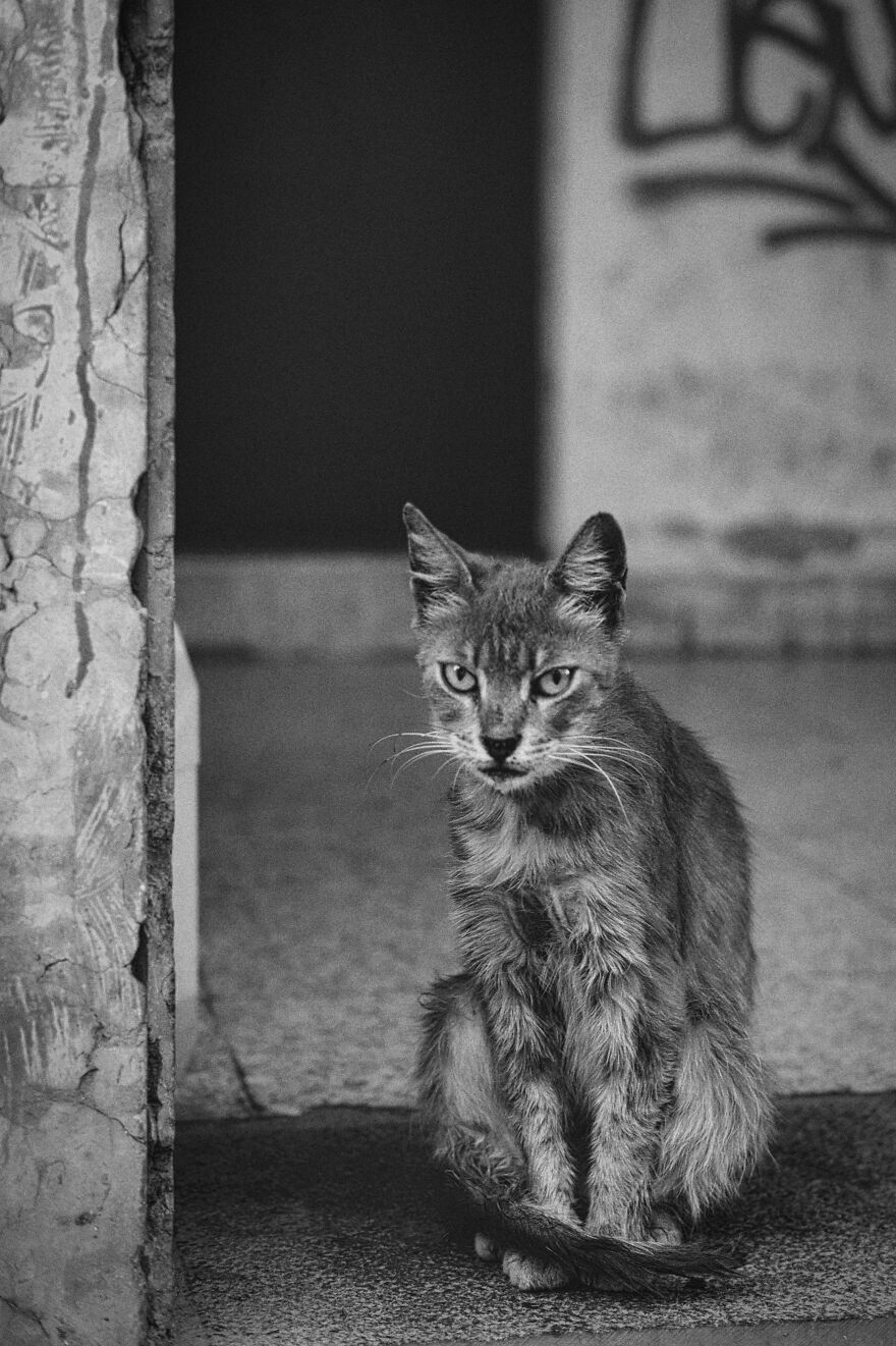 Stray Cats In Limassol, Cyprus.