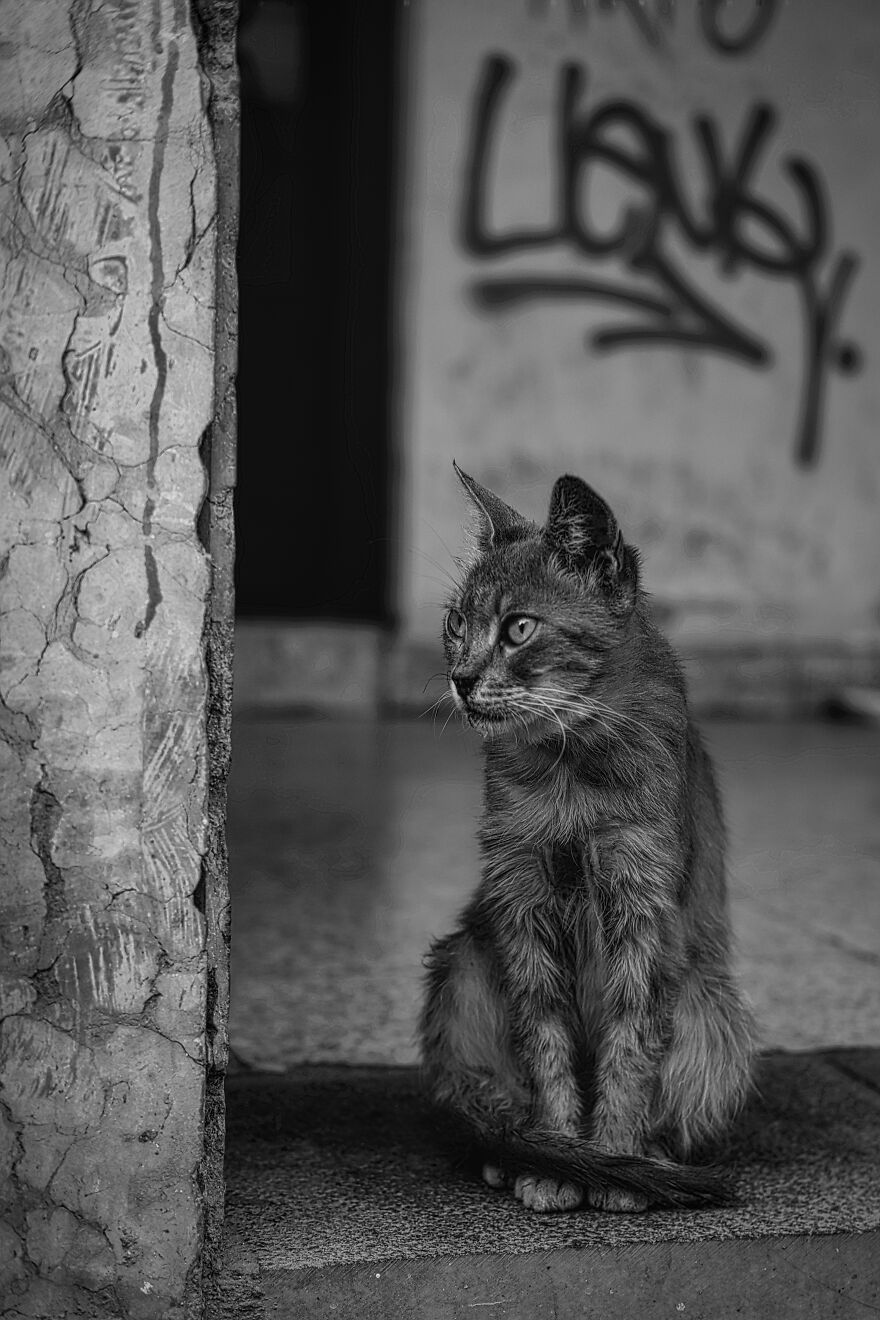 Stray Cats In Limassol, Cyprus.
