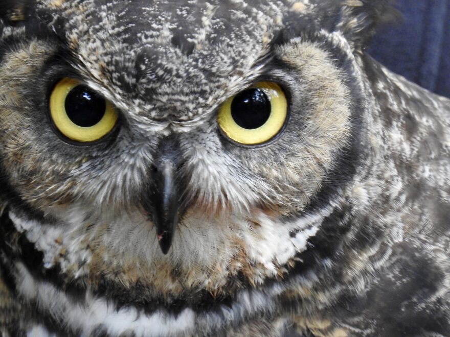 Cascade Raptor Center