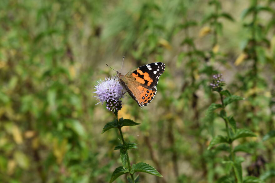 Amazed I Managed To Catch This Before It Flew Away.