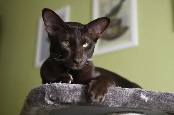 Domestic-cat-oriental-shorthair_Jolanta-Jd_shutterstock-62bc0ddceda38.jpg