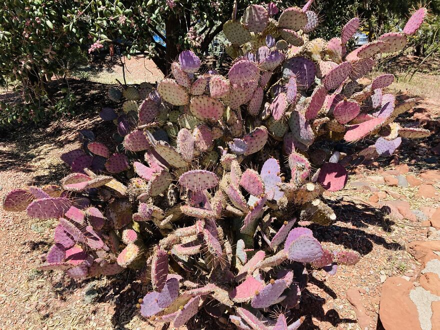 Purple Prickly Pear Cacti!