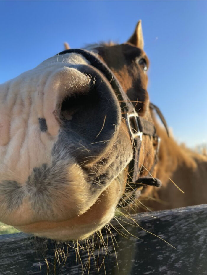 Taken At A Horse Farm-Brewery Combo