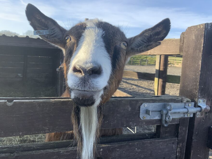 Friendly Goat, She Loves Carrots!