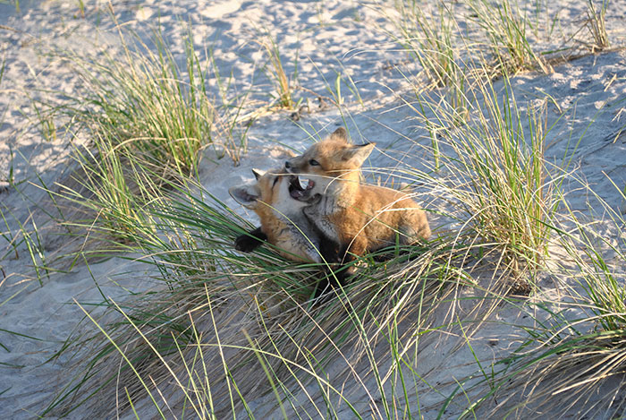 Cute Foxes At The Beach
