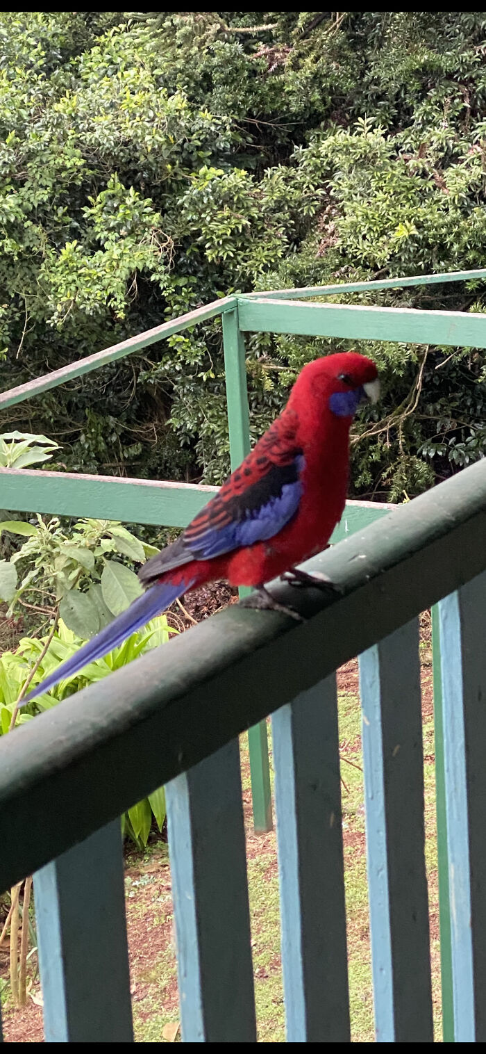 This Pretty Bird Belongs To Nature!