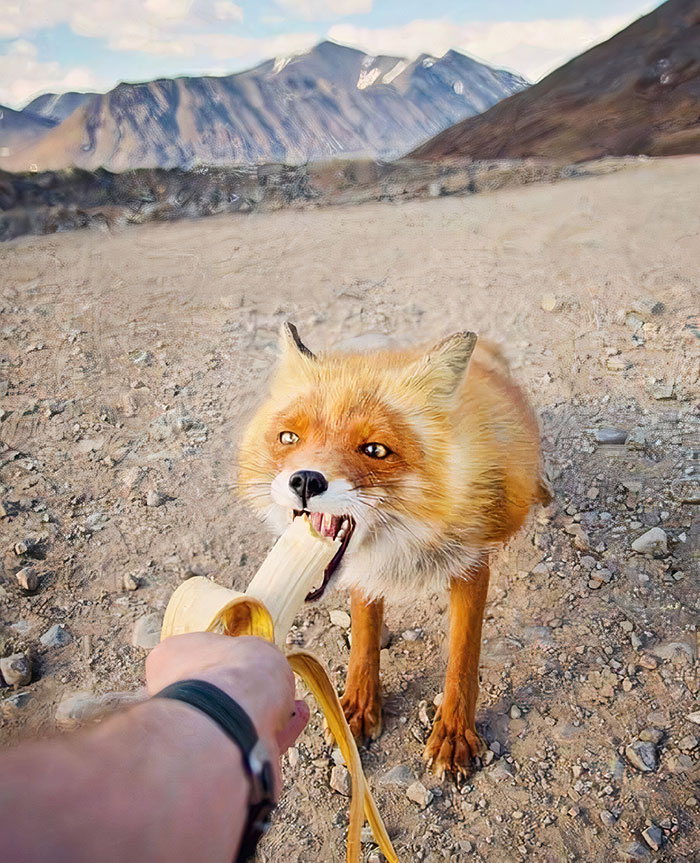 Fox Eating A Banana