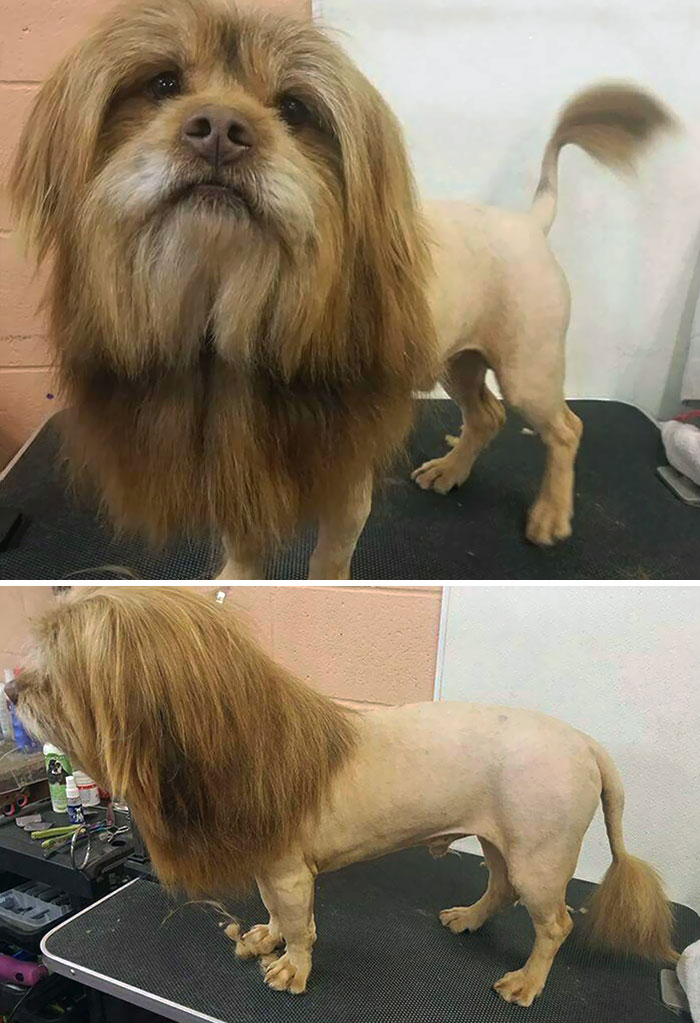 They Asked For A Lion Cut, They Got It