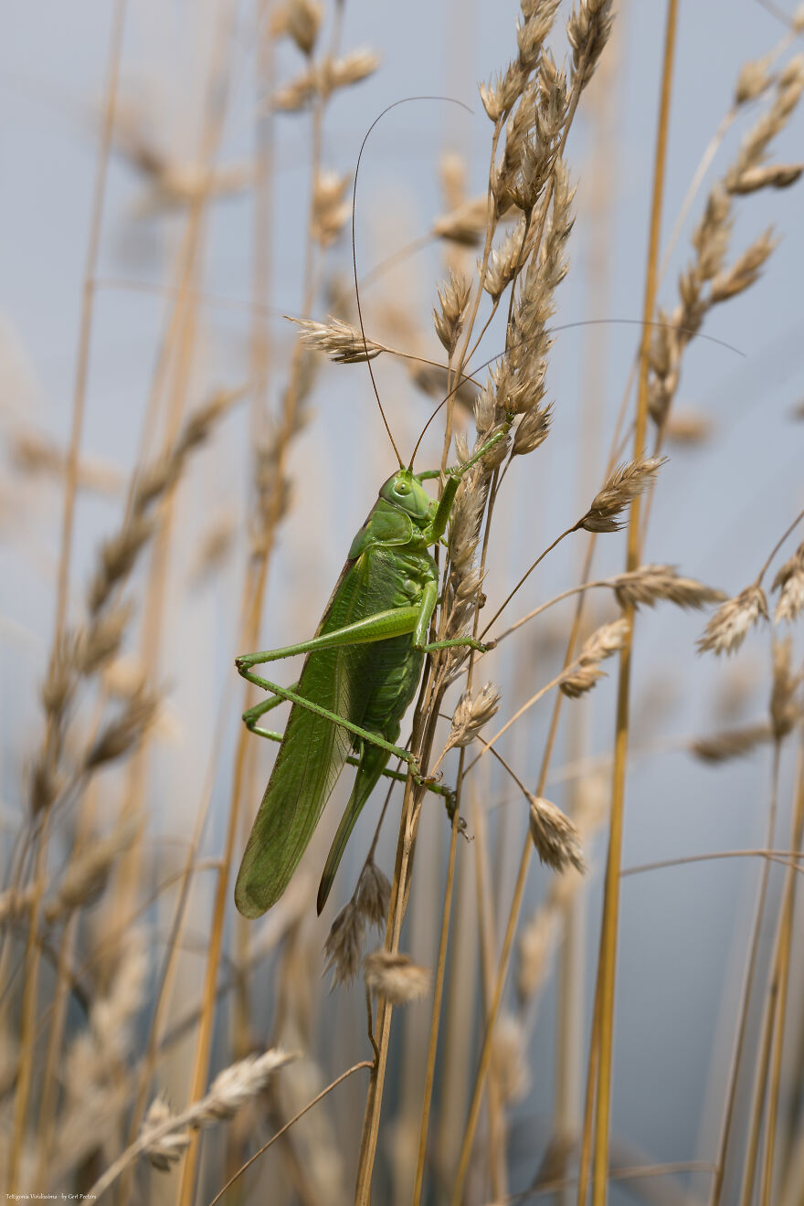 Some Greenery: A Great Green Bush Cricket