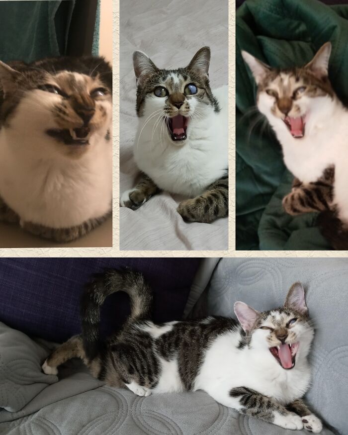 I Swear She Is Not Possessed, Just Yawning In All The Pictures
