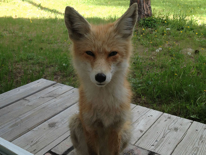 This Fox Either Wants To Kill Me Or Wants Me To Pet It And Love It Forever