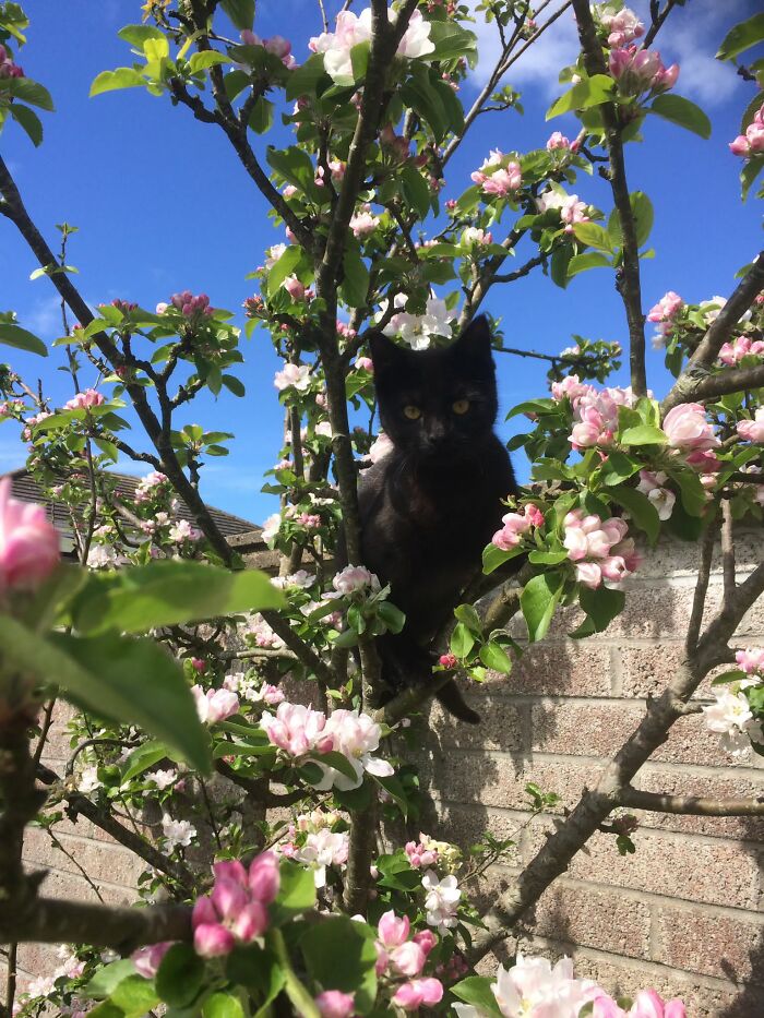 My Sister's Beautiful Cat Jet Enjoying The Spring Blossoms.