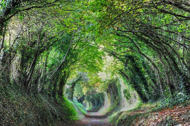 Halnaker-Tree-Tunnel-West-Sussex-980x652-62bdaeb3c08b6.jpg