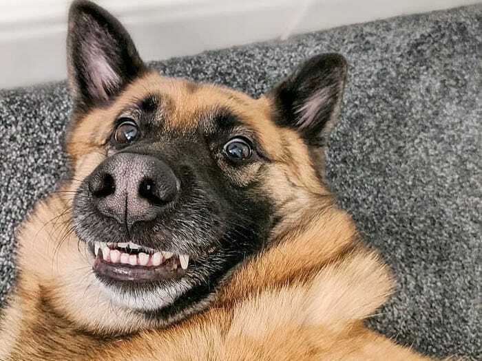 Hey Pandas, Post A Hilarious Picture Of Your Pet