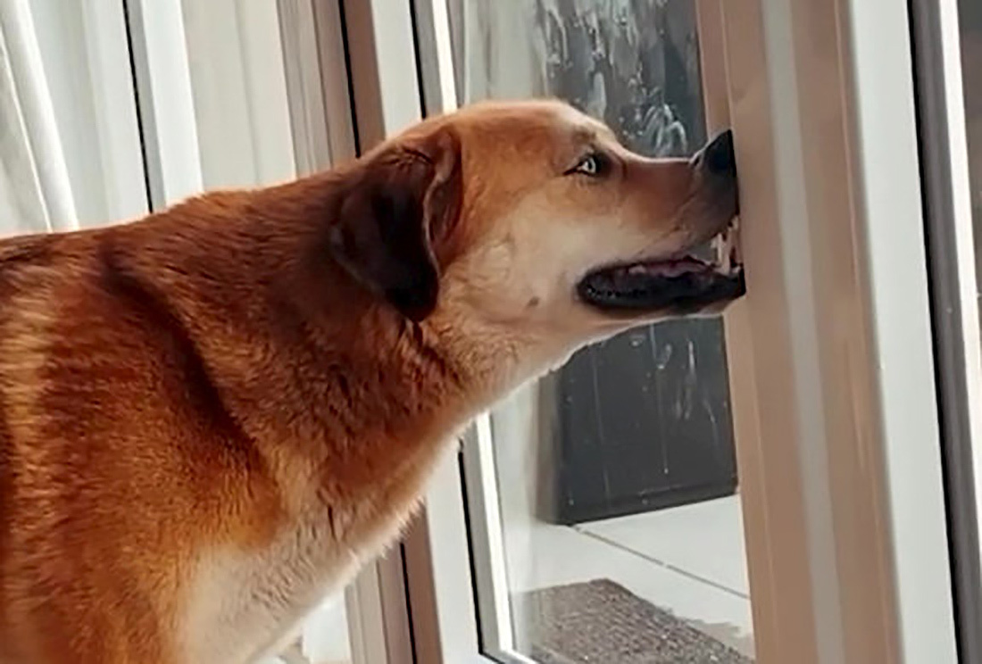 Hey Guys! I Dare You To Post A Funny Pic Of Your Pet. (Don’t Use Google!)