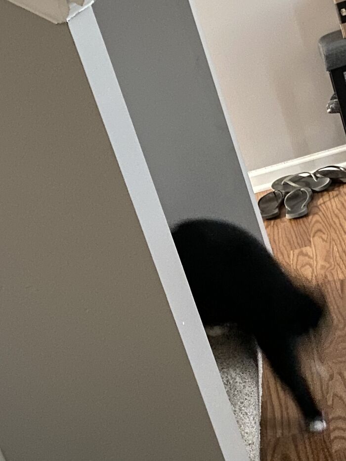 Cat Moving At The Wrong Time