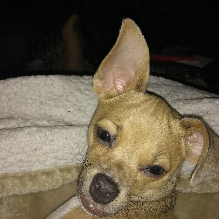 Here's Mine! She's A Cute Little Chihuahua Acts Like A Cat Most Of The Time We Got Her 2 Years Or So After Are Other Chihuahua Went Missing