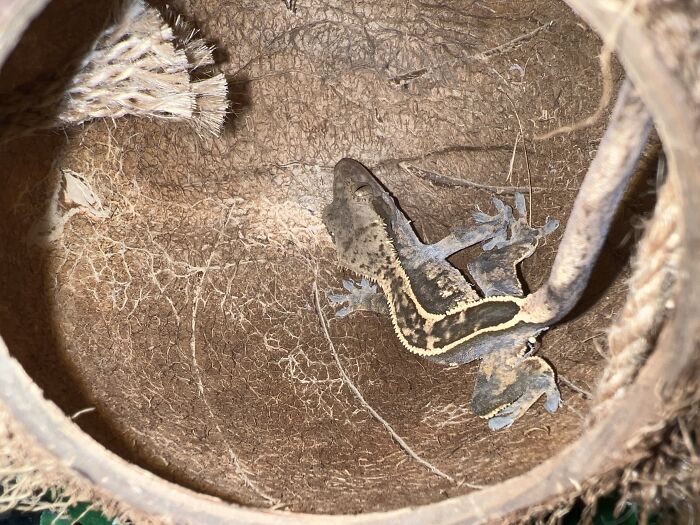 Dorito Chillin In His Coconut Hut (He’s Shedding So He Looks Dull)