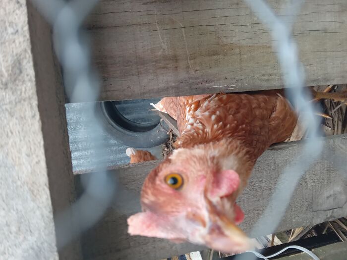 Photo Of Chook. Trying To Get My Phone!!!