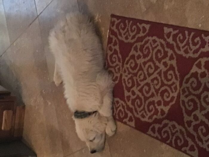 August, Golden Retriever Puppy