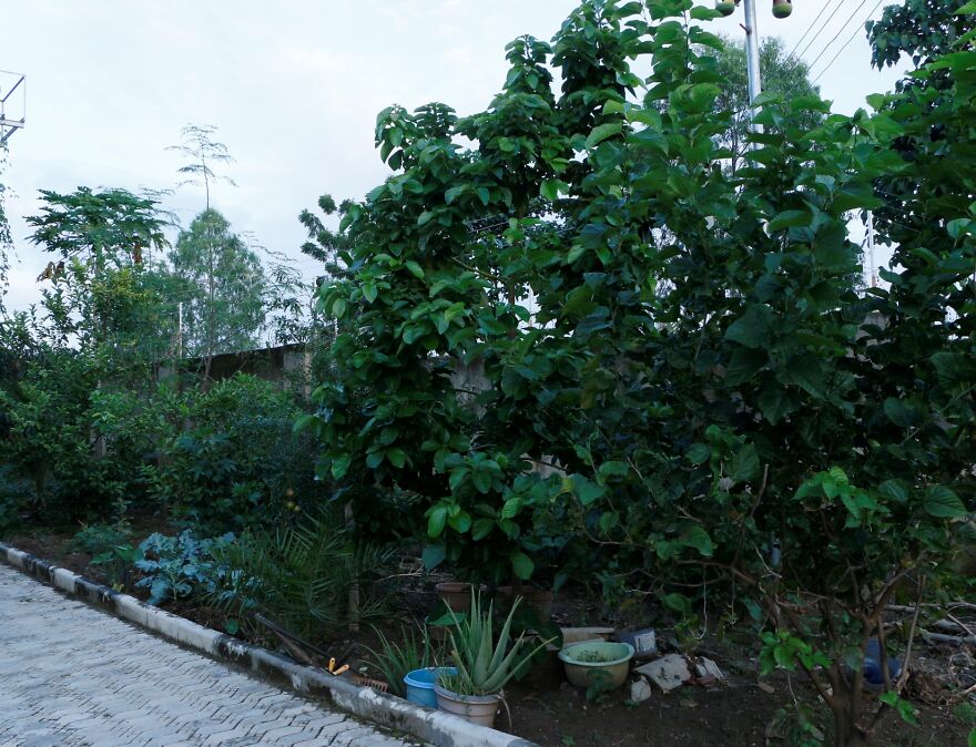 My Home Garden, Abuja