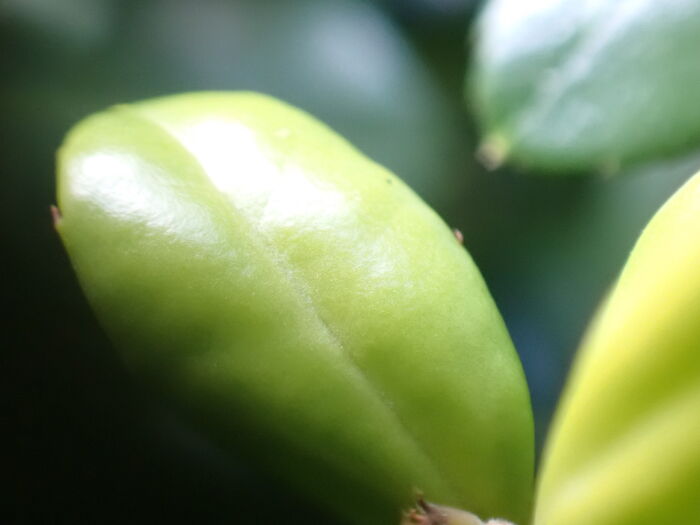 I Am A Macro Photographer Who Captures The Often Overlooked Magical Beauty Of The World Around Us, Here Are 22 Images From My New Book.