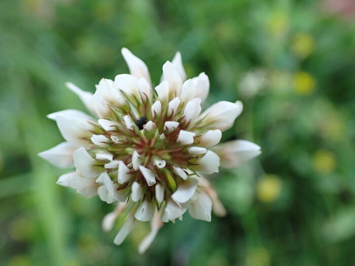 I Am A Macro Photographer Who Captures The Often Overlooked Magical Beauty Of The World Around Us, Here Are 22 Images From My New Book.