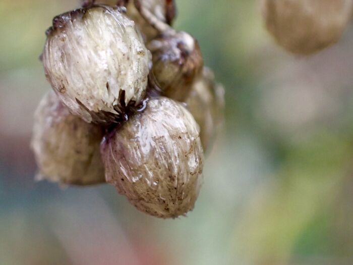 I Am A Macro Photographer Who Captures The Often Overlooked Magical Beauty Of The World Around Us, Here Are 22 Images From My New Book.
