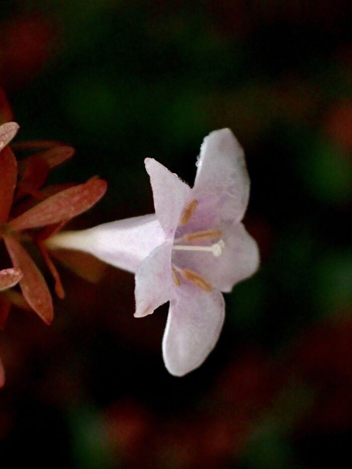 I Am A Macro Photographer Who Captures The Often Overlooked Magical Beauty Of The World Around Us, Here Are 22 Images From My New Book.