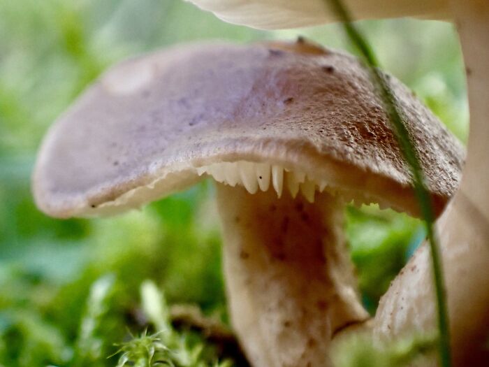 I Am A Macro Photographer Who Captures The Often Overlooked Magical Beauty Of The World Around Us, Here Are 22 Images From My New Book.