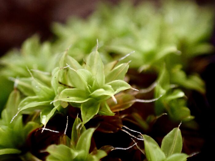 I Am A Macro Photographer Who Captures The Often Overlooked Magical Beauty Of The World Around Us, Here Are 22 Images From My New Book.