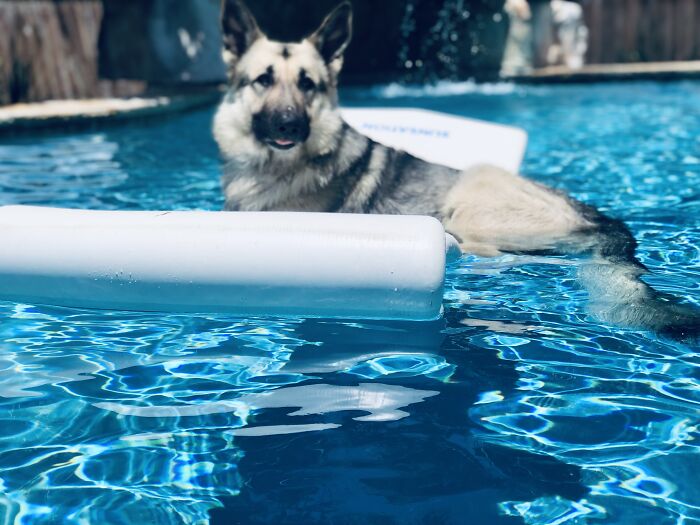 Same Pup. (#6) Saban Von Helsing Has Grown A Bit...