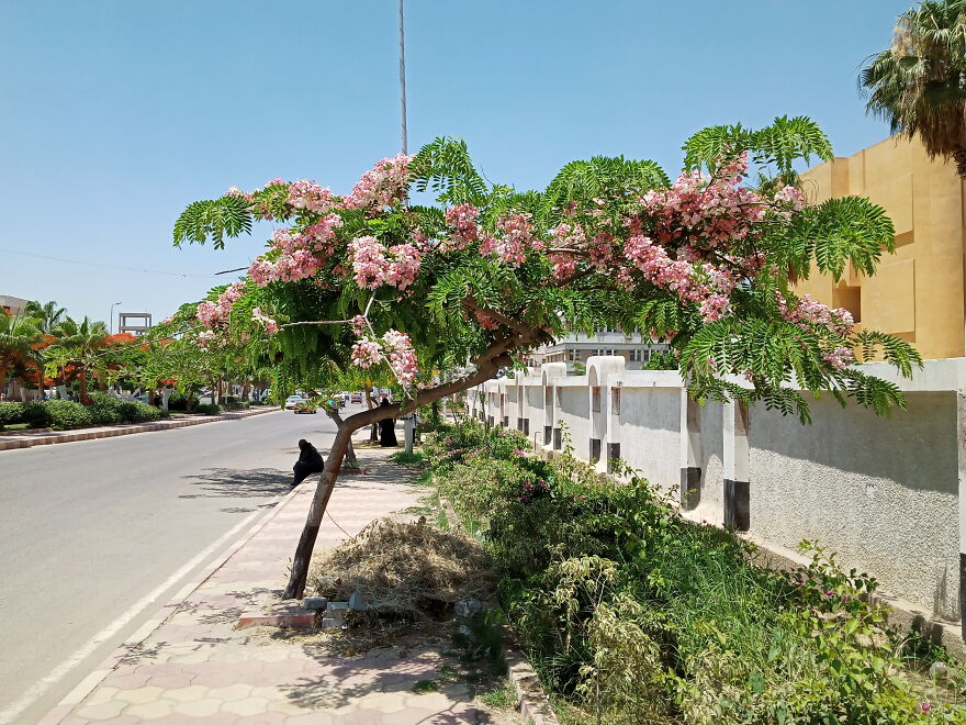Cassia Javanica With Beautiful White Pink Flowers.