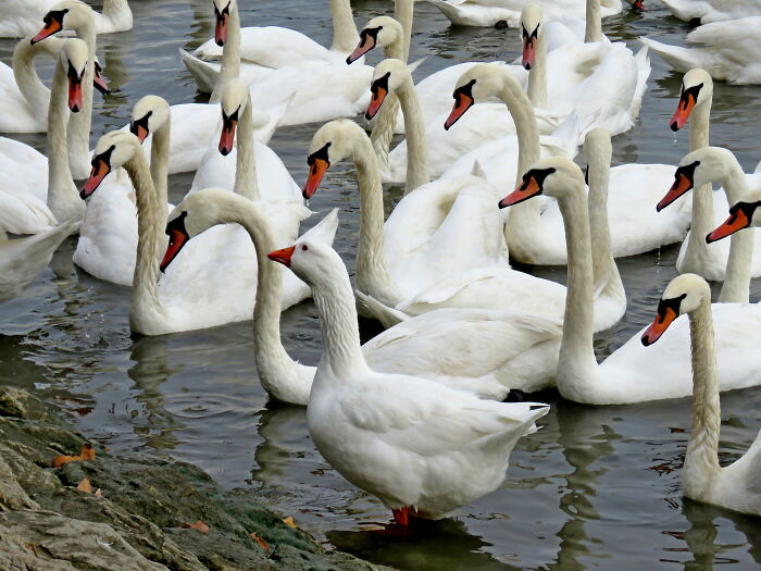 Swans And...