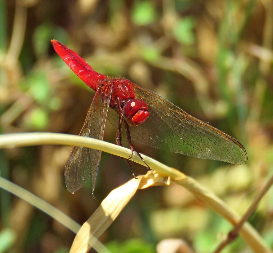 Maybe This Friendly Dragonfly, I Think He Smiled At Me For The Picture 🥰